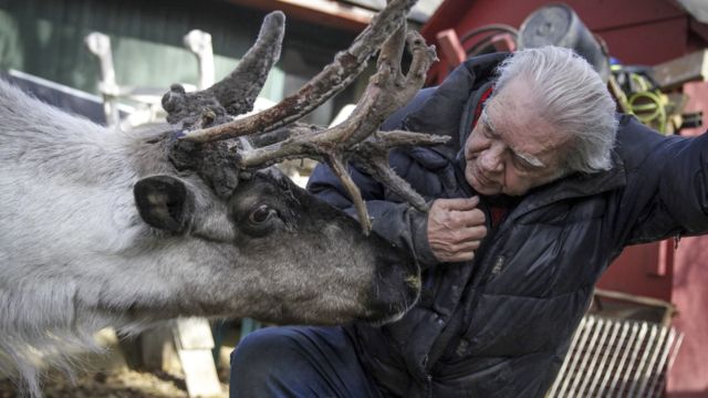 Alaska’s Pet Reindeer Euthanized After Mysterious Tampering and Possible Poisoning
