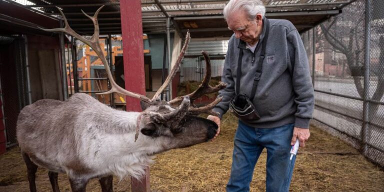 Alaska’s Pet Reindeer Euthanized After Mysterious Tampering and Possible Poisoning
