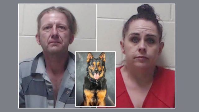 Florida Fugitive Hiding in Tree Uncovered by K9’s Keen Sense of Smell