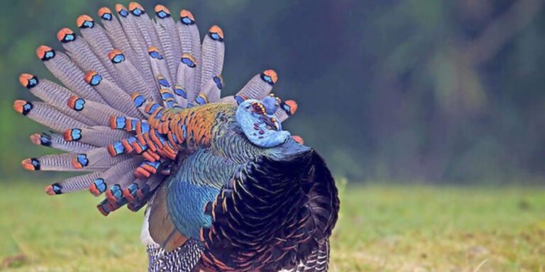 West Virginia Couple Makes History with Rare Turkey Hunting World Slam