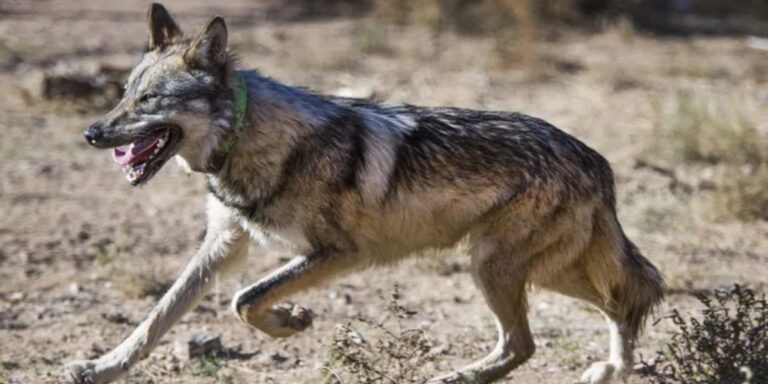 Wolves Blamed for Deadly Incidents Involving Pets and Livestock in Rural New Mexico
