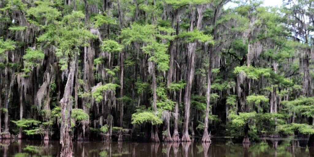 Discover the Haunting Beauty of Texas’s Ghost Forests -A Lost World Frozen in Time