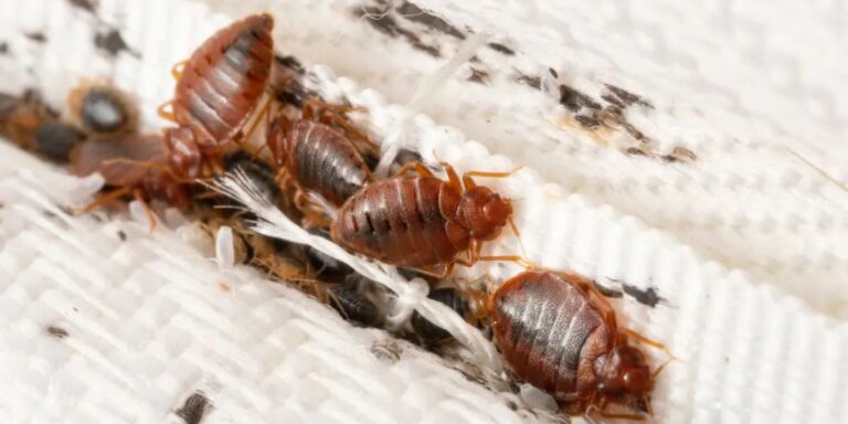 Insect Invasion 5 Alabama Cities Battling a Growing Bed Bug Epidemic