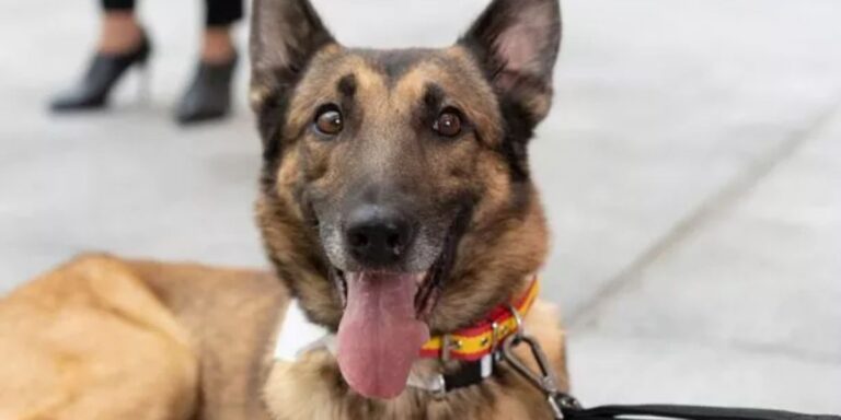 Is Tethering Your Dog Legal in Florida Rules and Fines Explained