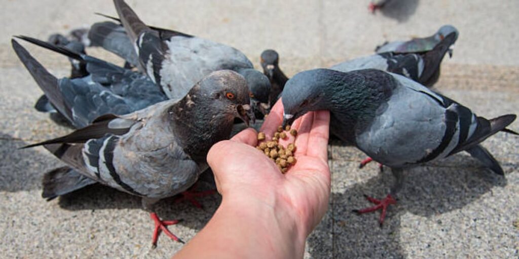 Why New York Banned Feeding Pigeons in Public — and What It Means for Communities